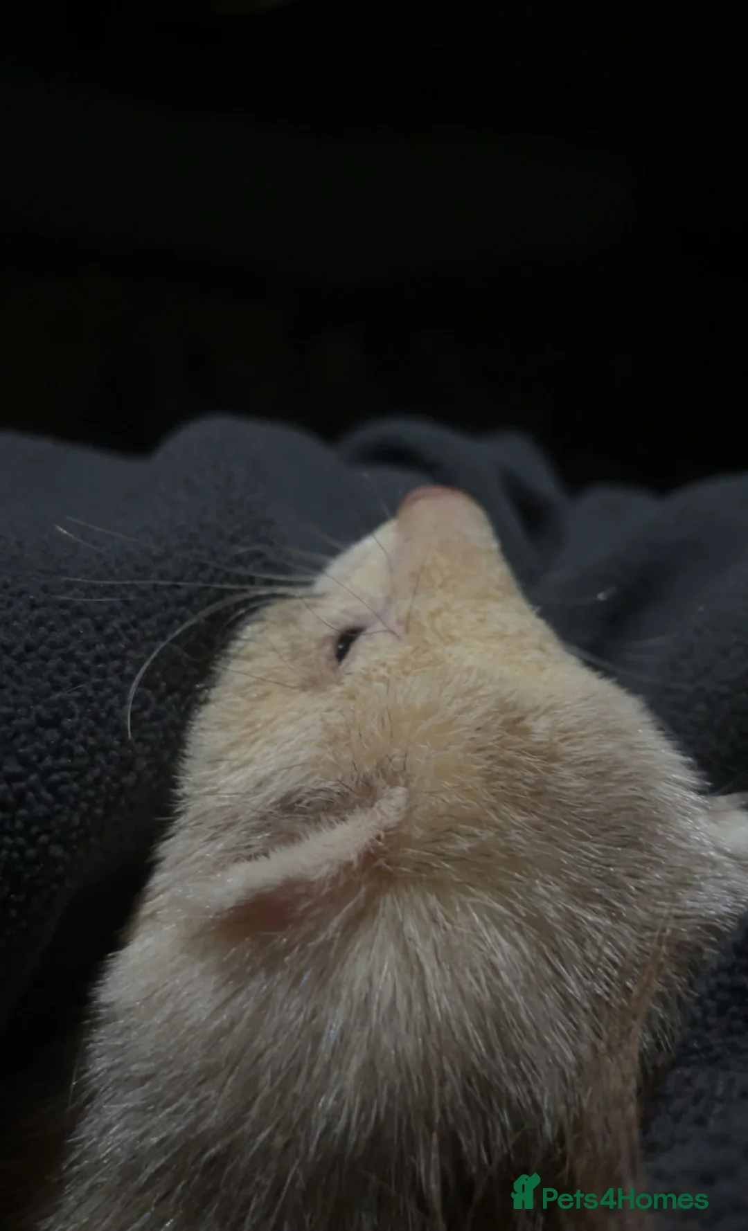 Ferret rodents for sale: baby ferrets for sale male and female - Advert 2