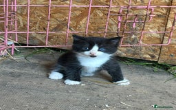 Ragdoll cats for sale: RagDoll X Kittens - Image 6