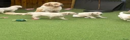 Golden Retriever dogs for sale: 💕 Ready to Leave 💕 Golden retriever puppy  - Advert 2