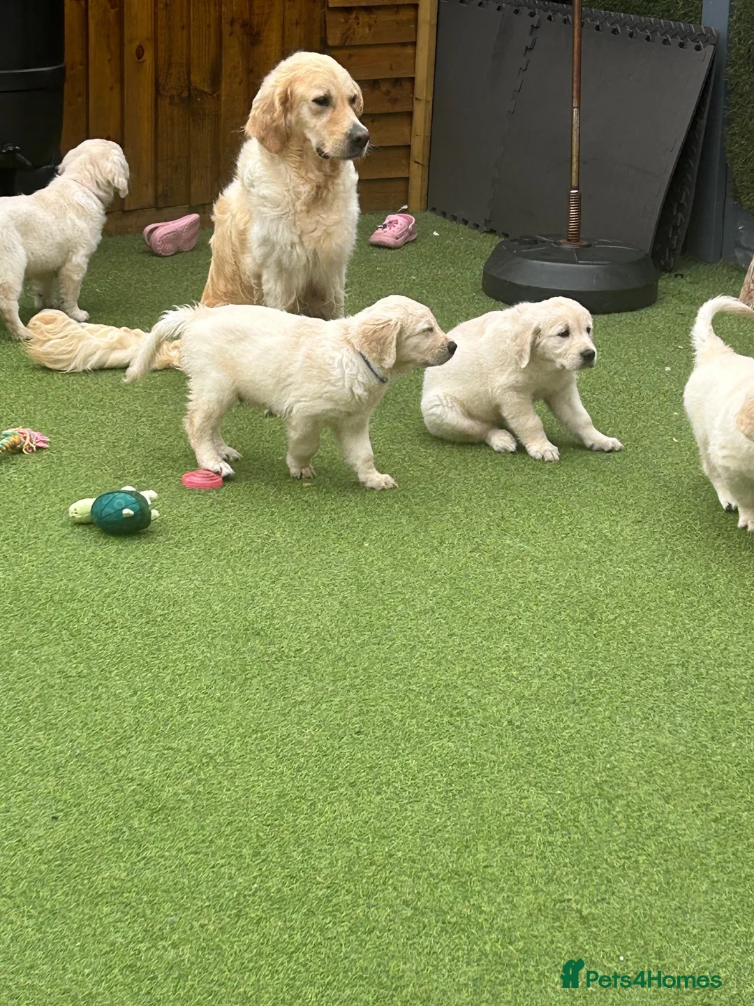 Golden Retriever dogs for sale: 💕 Ready to Leave 💕 Golden retriever puppy  - Advert 2