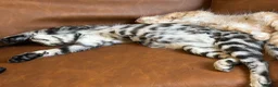 Maine Coon cats for sale: Champion XL Russian Maine coon X GCCF bengal - Advert 8