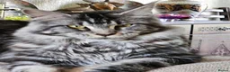 Maine Coon cats for sale: Maine Coon kittens  - Advert 5