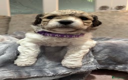 Mixed Breed dogs for sale: La Chon Puppies!  - Image 11