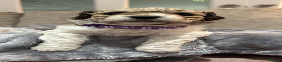 Purple girl
