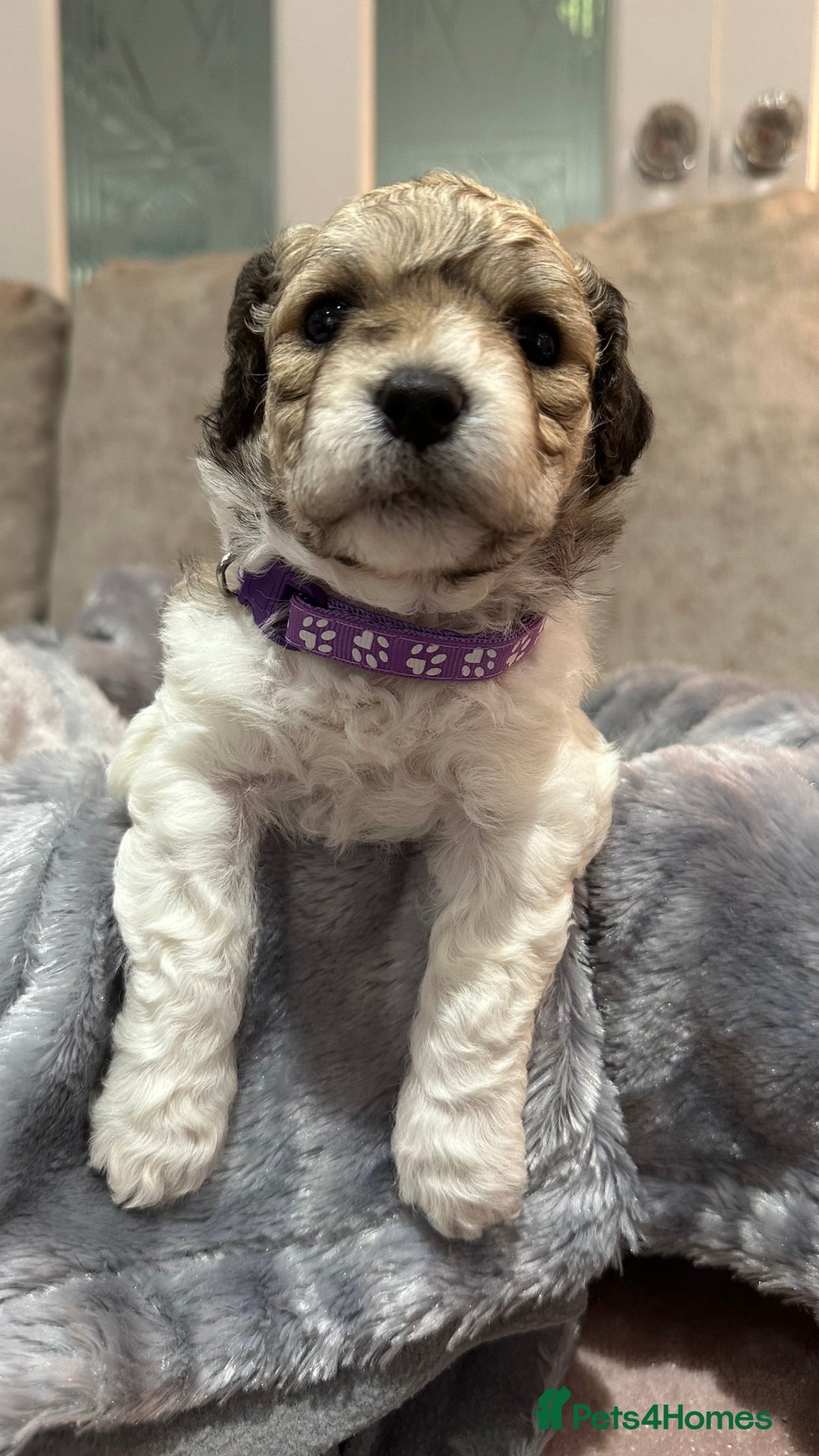 Mixed Breed dogs for sale: La Chon Puppies!  - Image 11