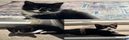 Mixed Breed cats for sale: Adorable black and white kittens for sale  - Advert 1