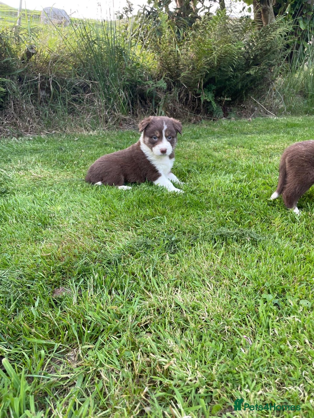 Border Collie dogs for sale: *BORDER COLLIE PUPPIES*⚫️⚪️🟤 - Image 16