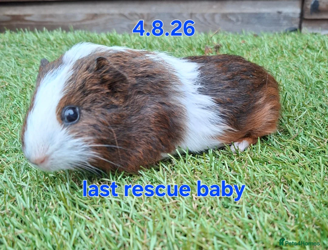 Guinea Pig rodents for sale: Guinea pigs looking for forever homes  - Advert 2