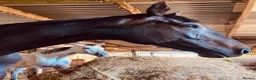 English Thoroughbred horses for sale: URGENT home needed for Thoroughbred Gelding in Weston-super-Mare - Advert 4