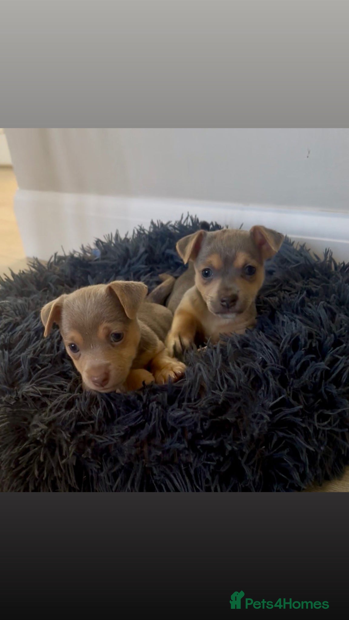 Jack Russell dogs Miniature Jack Russell Puppies **3 reserved** - Advert 1