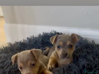 Jack Russell dogs Miniature Jack Russell Puppies **3 reserved** - Advert 5