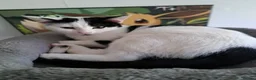 Domestic Shorthair cats for sale: Kittens for sale in Runcorn - Advert 4
