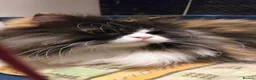 Mixed Breed cats for adoption: Fluffy and unique Olivia loves cuddles - Advert 1