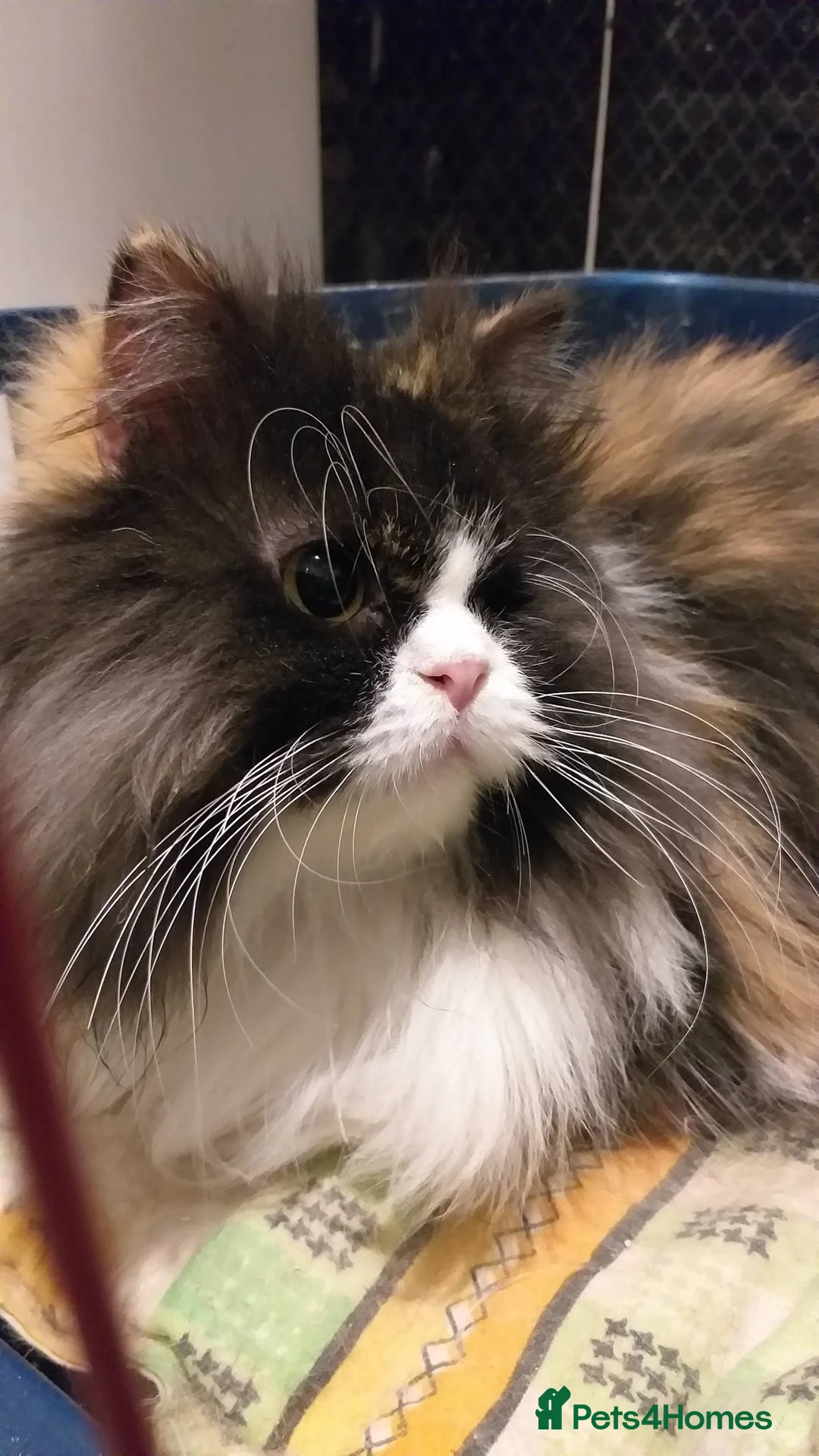 Mixed Breed cats for adoption: Fluffy and unique Olivia loves cuddles - Advert 1