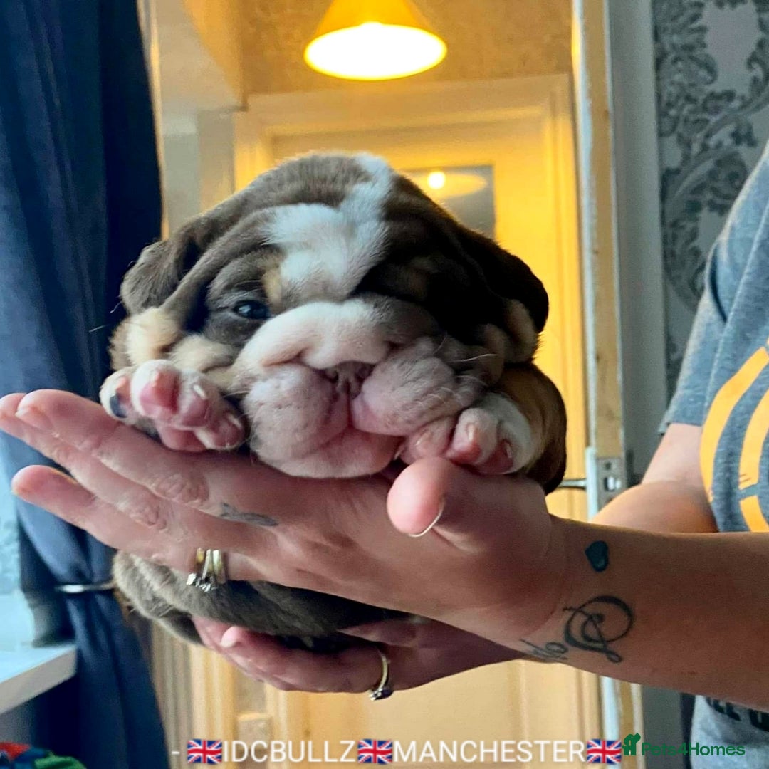 English Bulldog dogs for stud: Freddie Lilac tri stud in Manchester - Advert 17