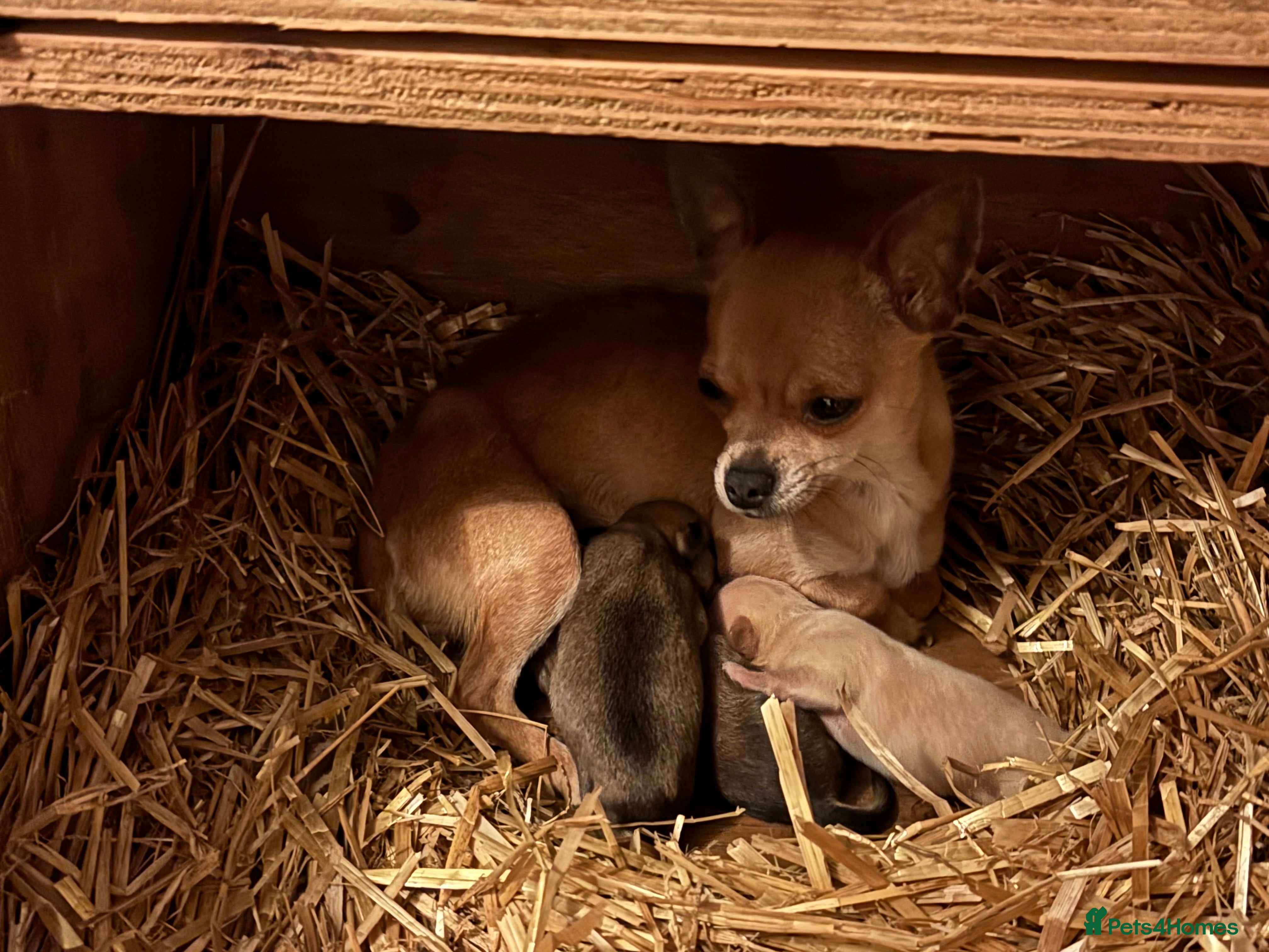 Chihuahua dogs Ready now! Gorgeous playful puppies!  - Advert 9
