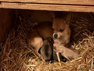 Chihuahua dogs Ready now! Gorgeous playful puppies! - Advert 4
