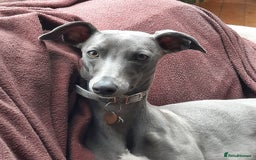 Whippet dogs for sale: 6 Gorgeous KC Reg Whippet Girls - Image 10
