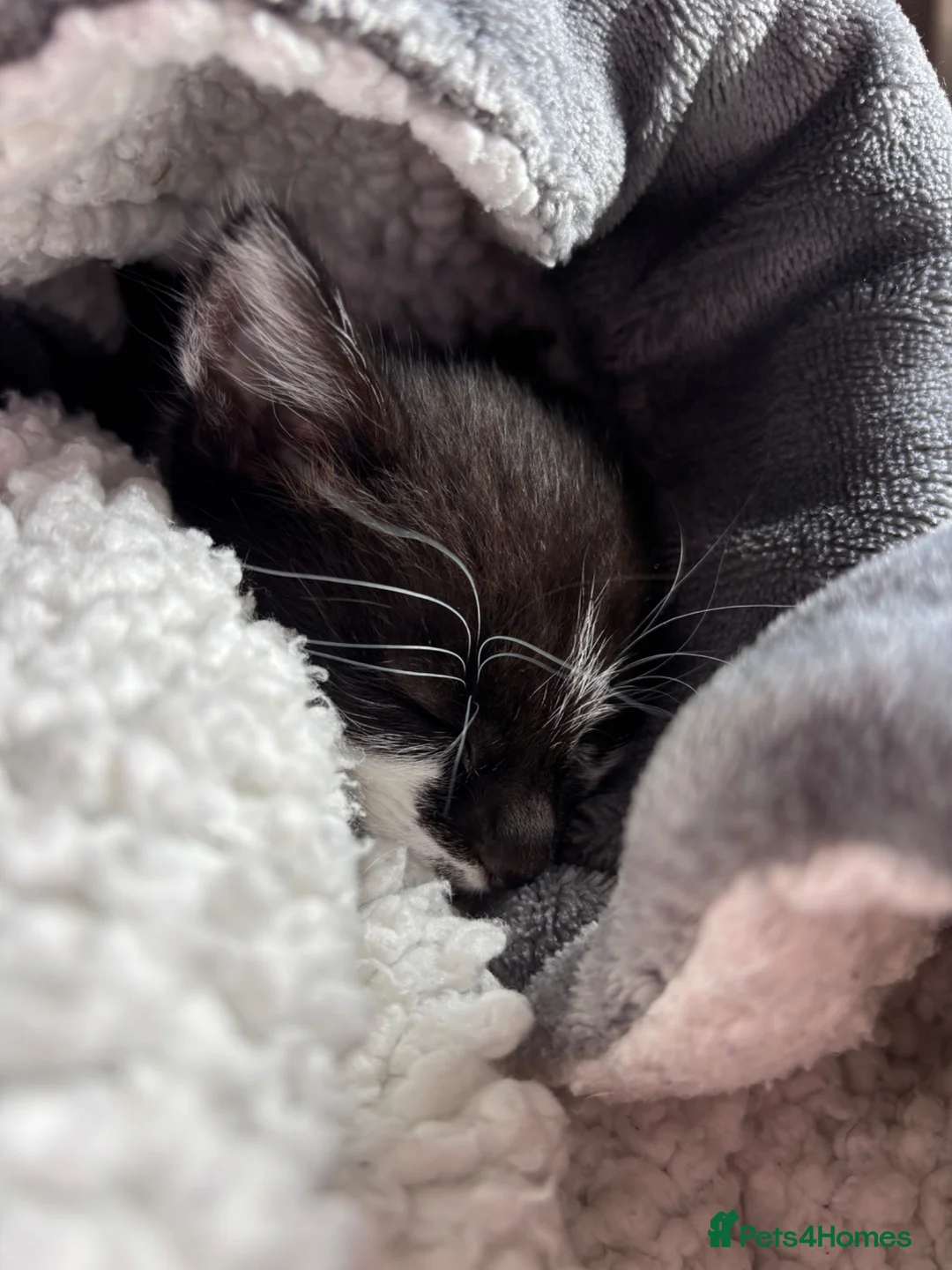 Mixed Breed cats for sale: two kittens needing rehoming!  - Advert 13