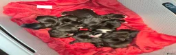 Mixed Breed dogs for sale: Bullador pups  - Advert 4