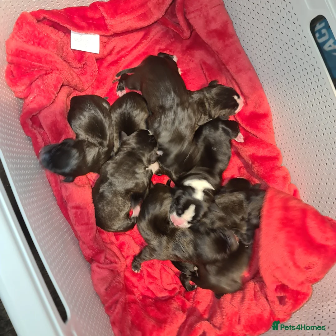 Mixed Breed dogs for sale: Bullador pups  - Advert 4