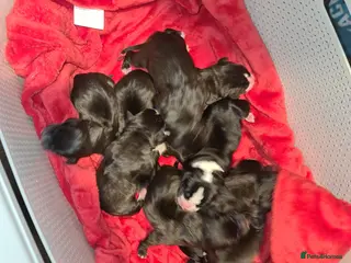 Mixed Breed dogs Bullador pups - Advert 13