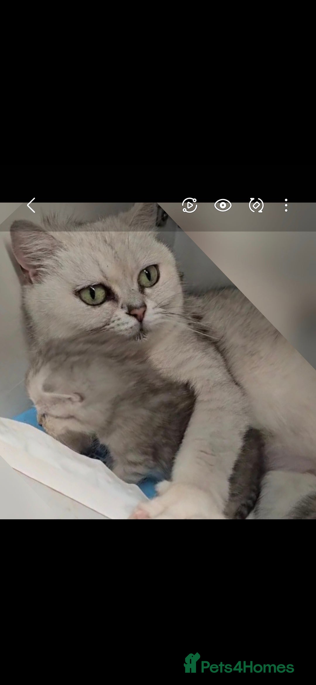 Mixed Breed cats ❄️ snow-white Persian/short hair ❄️  - Advert 1