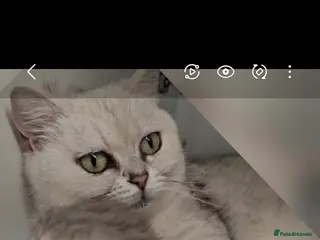 Mixed Breed cats ❄️ snow-white Persian/short hair ❄️ - Advert 1