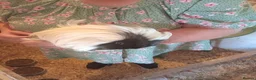 Guinea Pig rodents for sale: Sheltie boars  - Advert 9