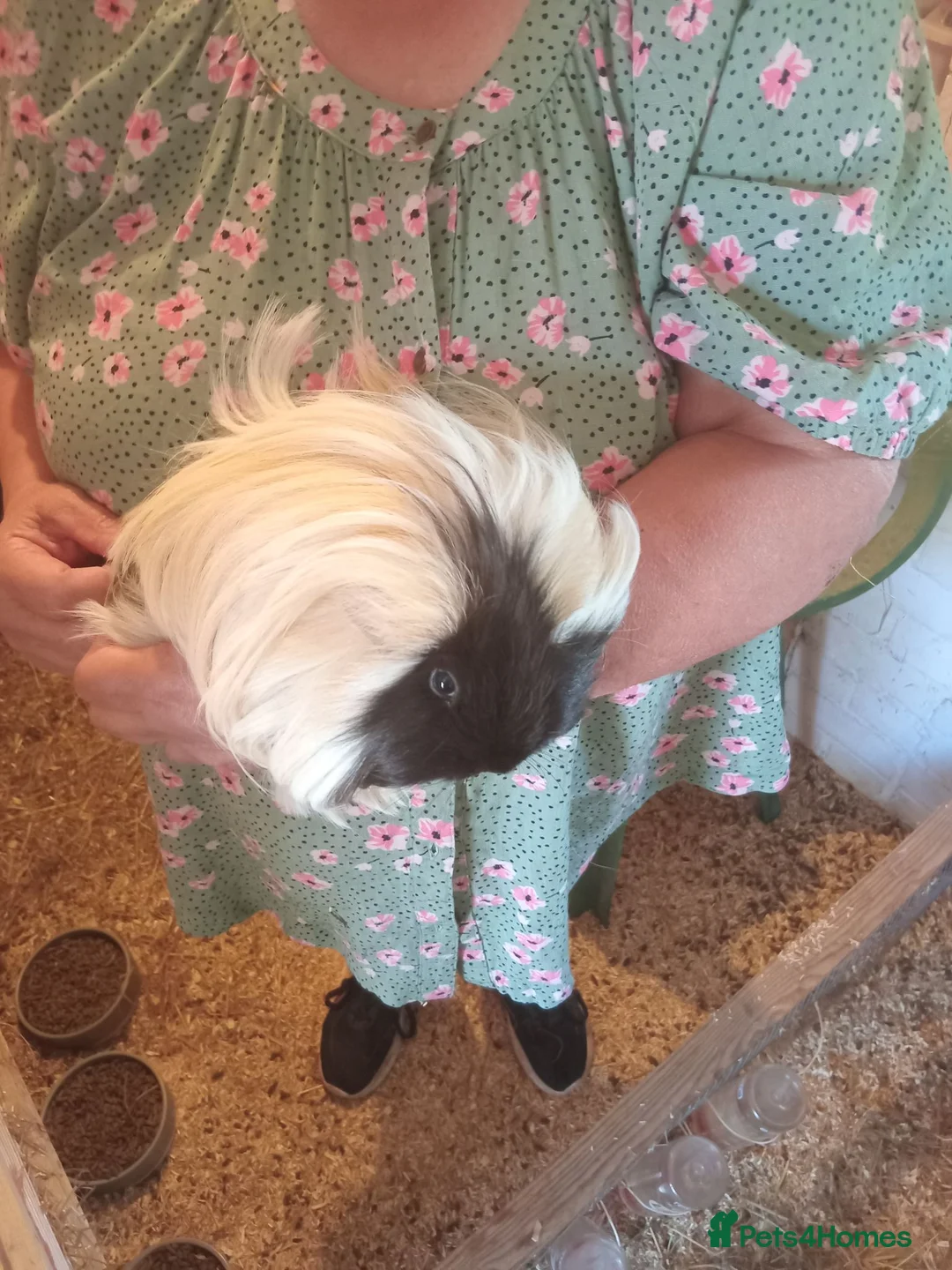 Guinea Pig rodents for sale: Sheltie boars  - Advert 9
