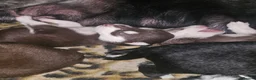 Mixed Breed dogs for sale: Puppy in Southampton - Advert 4