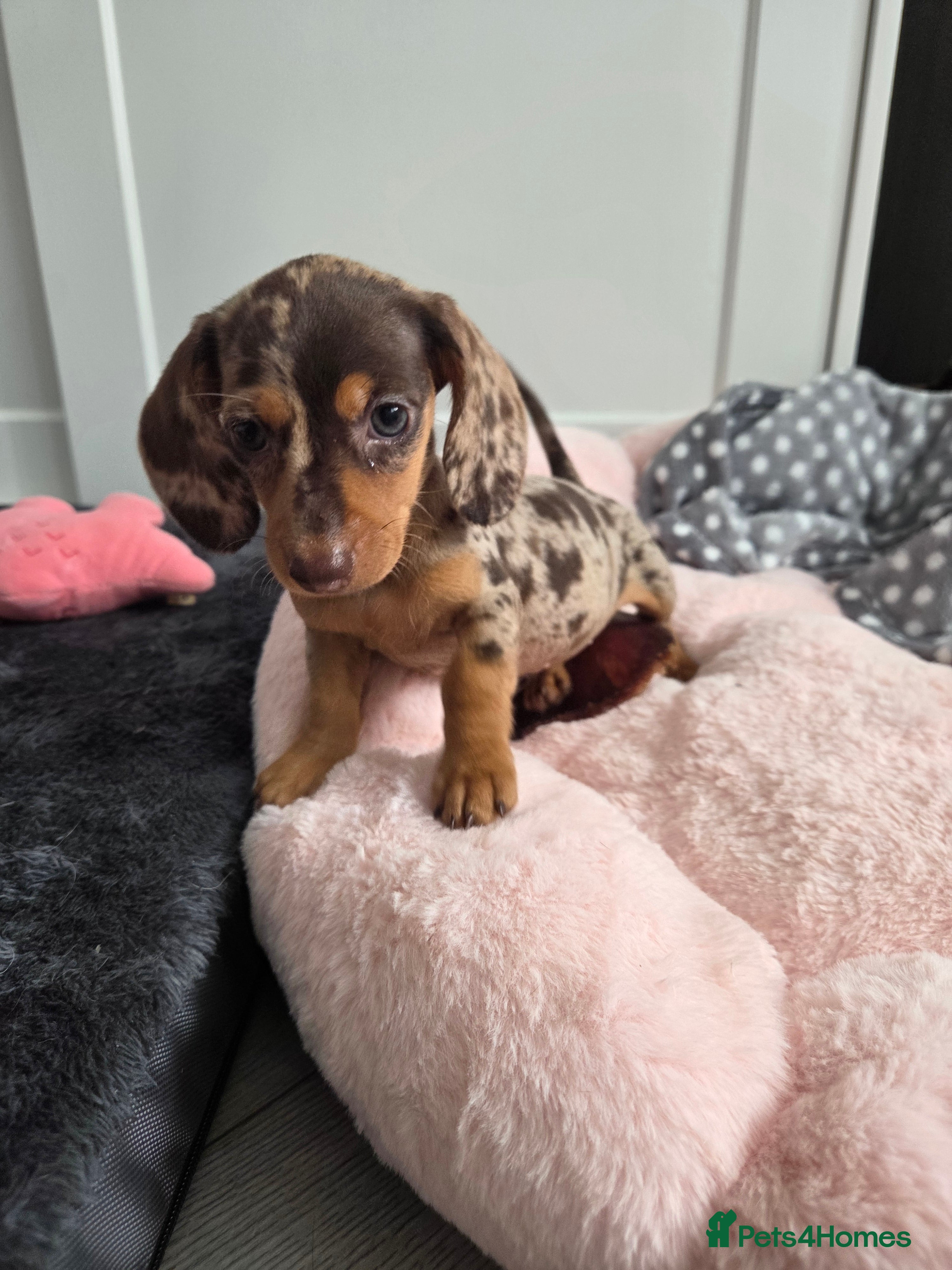 Miniature Dachshund dogs Kc registered Miniature Dachshund  - Advert 2