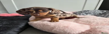 Miniature Dachshund 3