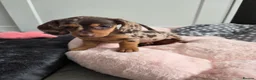 Miniature Dachshund dogs for sale: Kc registered Miniature Dachshund  - Advert 2