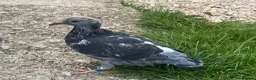 Pigeons birds for sale: 2 young birds  - Advert 2