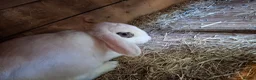 Mini Lop rabbits for sale: 6x Pure breed mini lop baby rabbits- mixed litter - Advert 14
