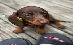 Miniature Dachshund dogs for sale: READY NOW Stunning miniature dachshund pups in Mirfield - Image 27