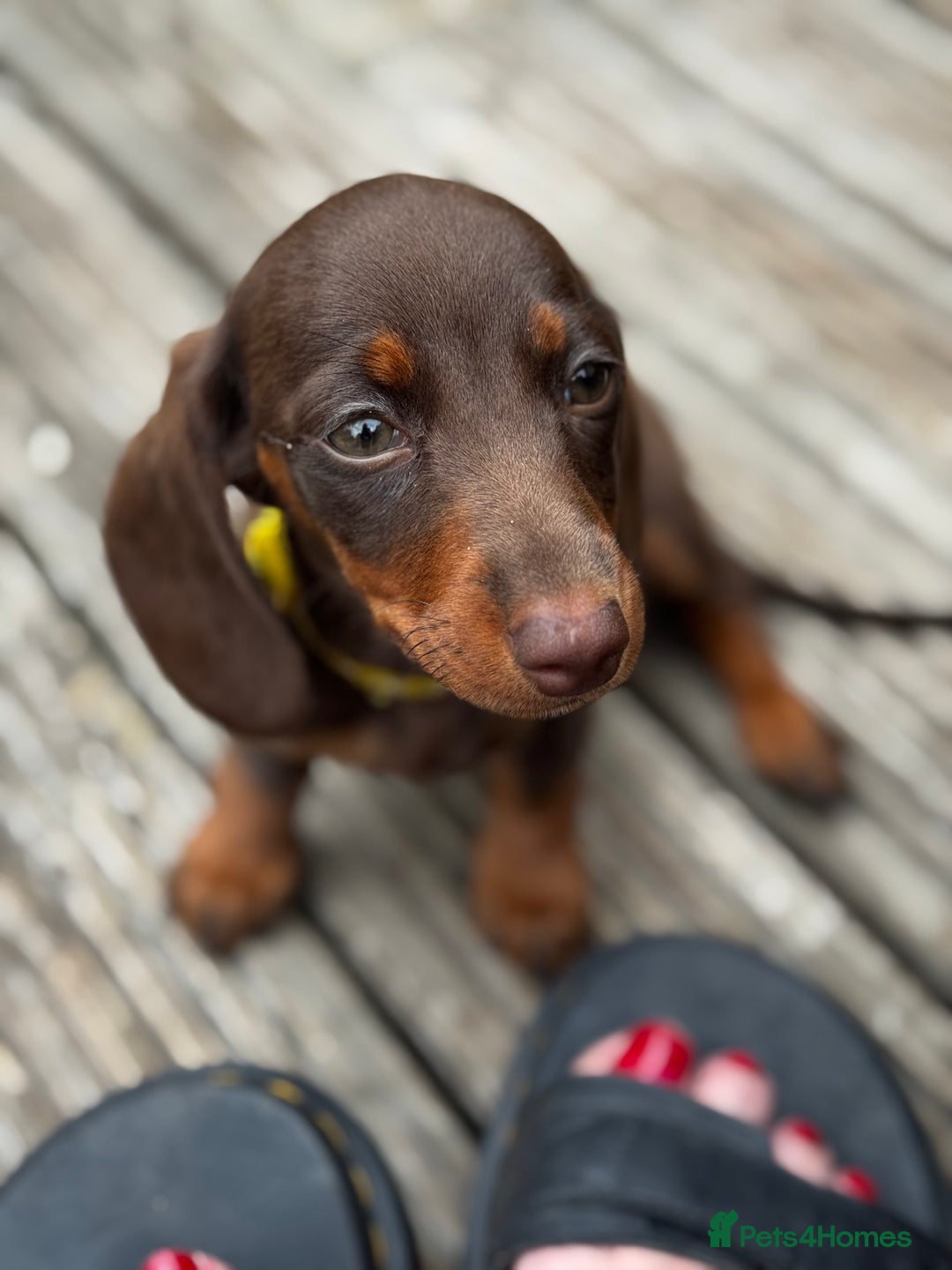 Miniature Dachshund dogs for sale: READY NOW Stunning miniature dachshund pups in Mirfield - Image 27