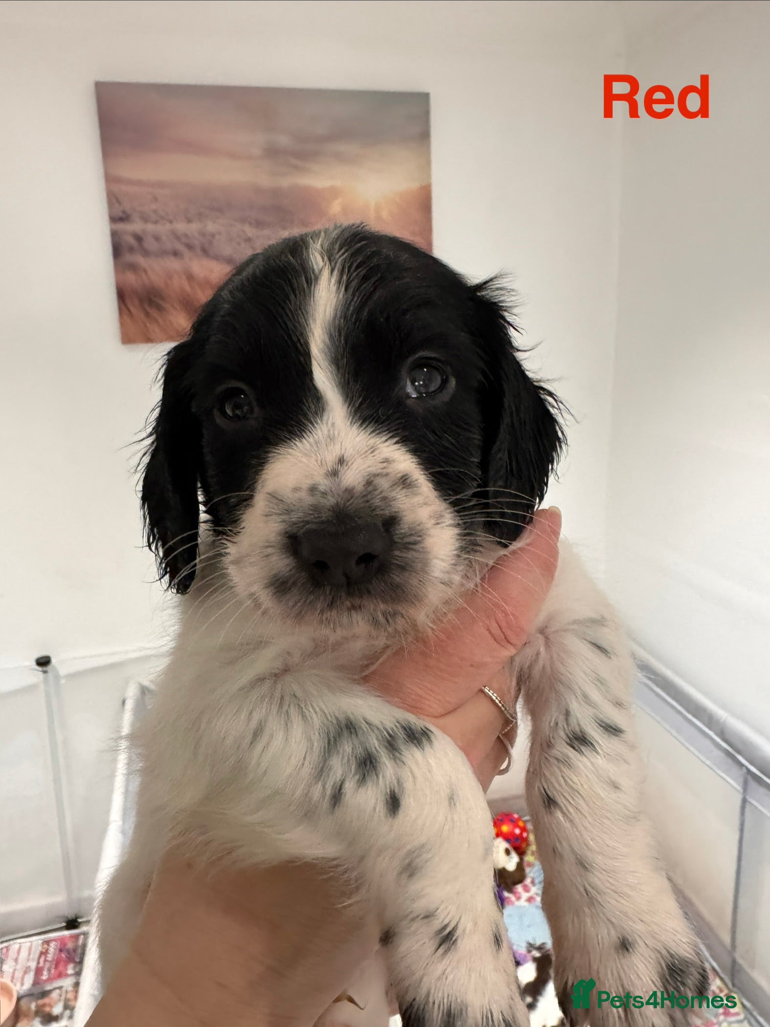 English Springer Spaniel dogs English Springer Spaniel Pups.  - Advert 6
