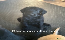 Labrador Retriever dogs for sale: Labrador puppies - Image 7