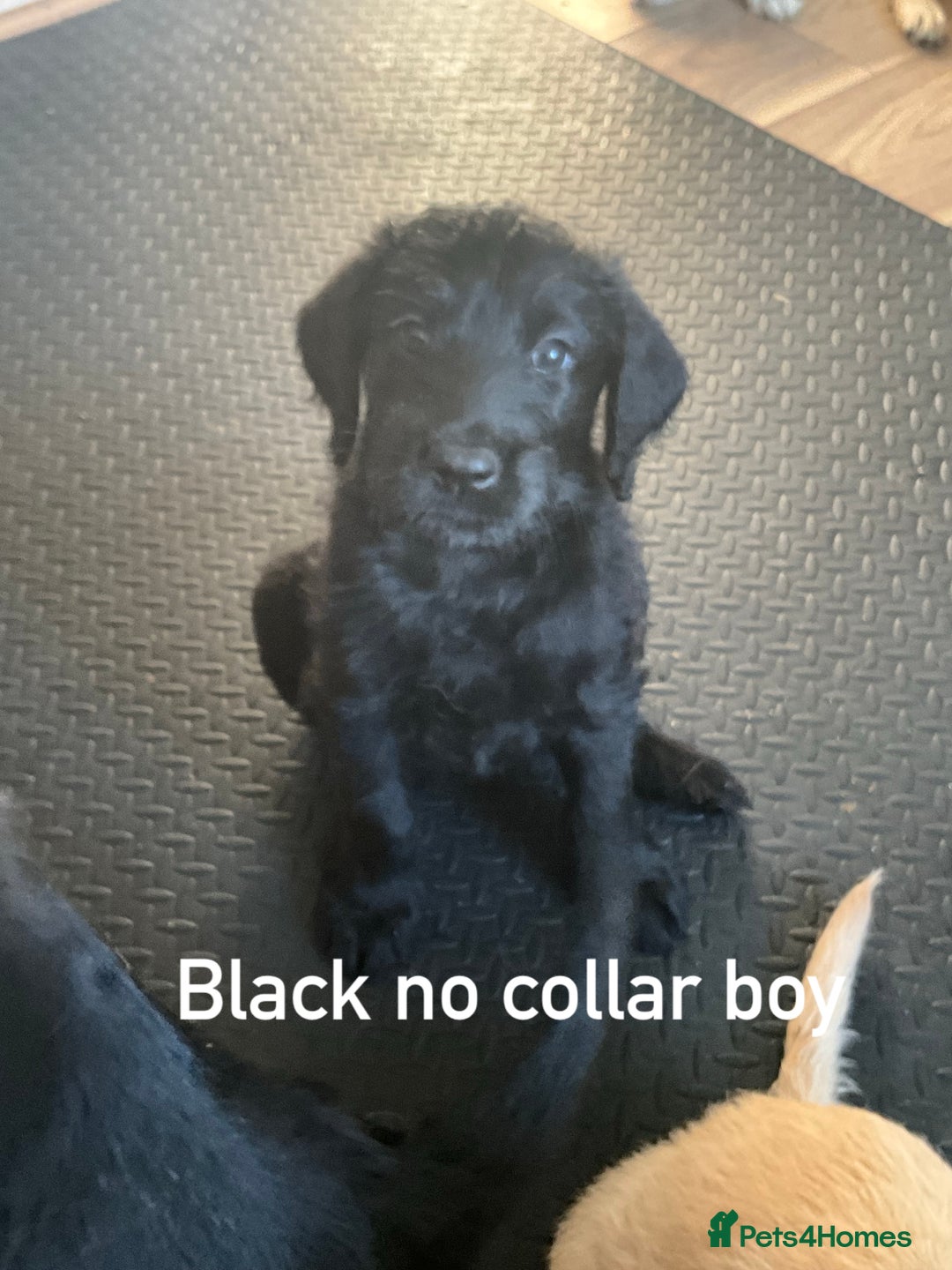 Labrador Retriever dogs for sale: Labrador puppies - Image 7