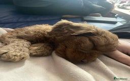 Cockapoo dogs for sale: Stunning F1 Cocokapoos - Image 7