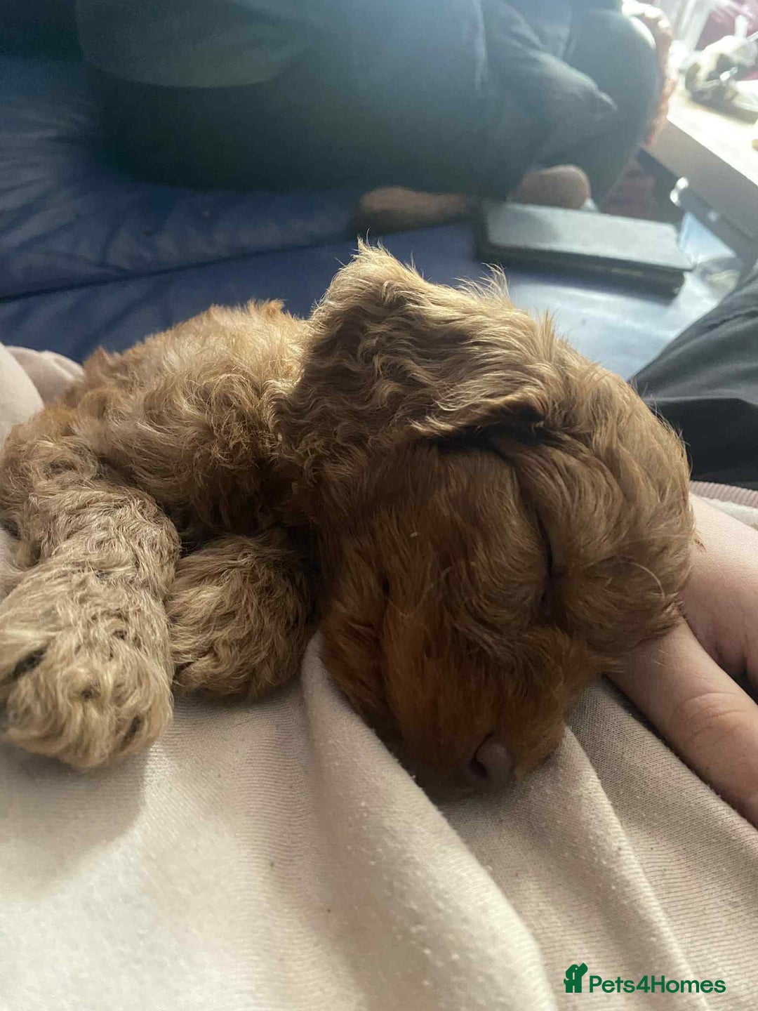 Cockapoo dogs for sale: Stunning F1 Cocokapoos - Image 7