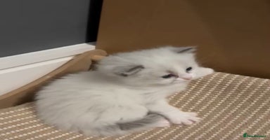 Ragdoll cats - Advert 8