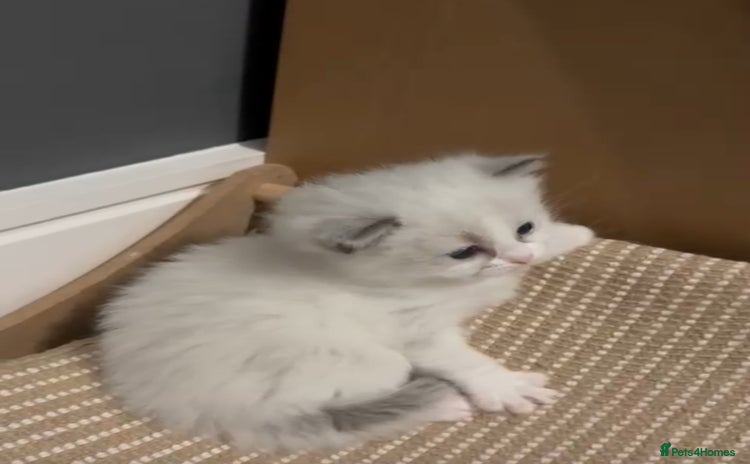 Ragdoll cats - Advert 4