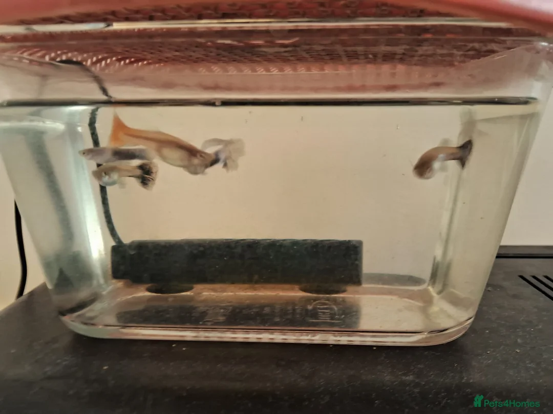 Live Bearers fish for sale: Exotic colourfull guppies for sale in Hounslow - Advert 1