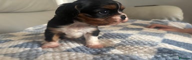 Cavalier King Charles Spaniel tri 