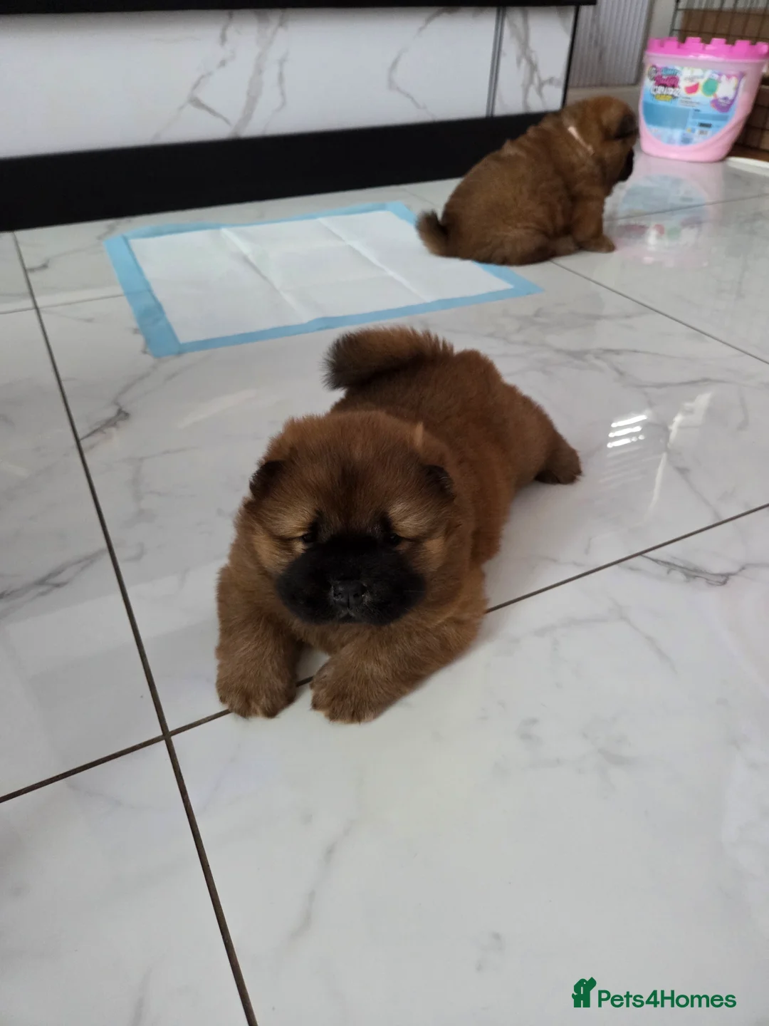 Chow Chow dogs for sale: READY NOW !!! KC REGISTERED CHOW CHOW GIRL - Advert 10