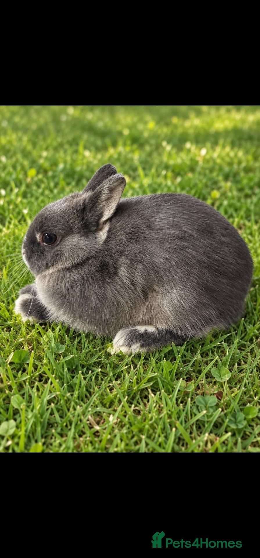 Netherland Dwarf rabbits Blue Otter Netherland Dwarf Doe - Advert 1