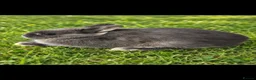 Netherland Dwarf rabbits for sale: Blue Otter Netherland Dwarf Doe - Advert 1